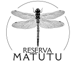 6+SITE